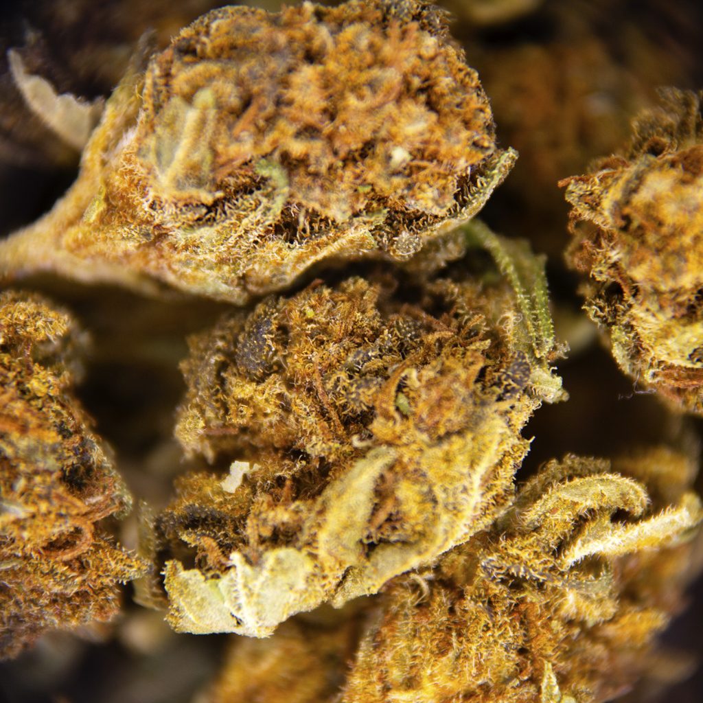 Rocket Chronic