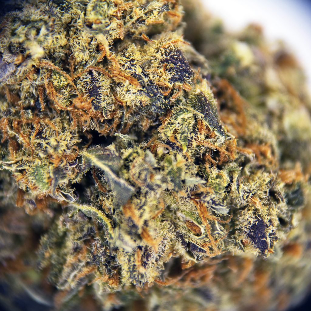 Rocket Chronic