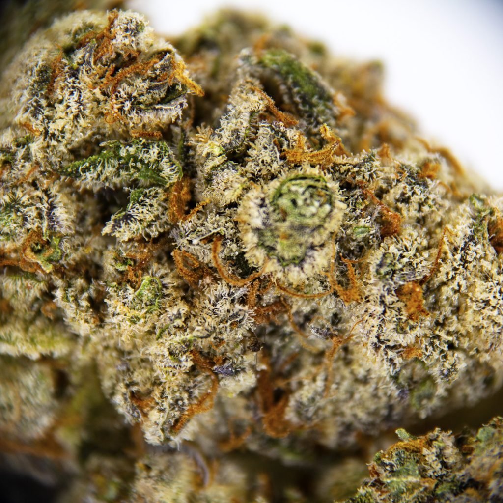 Rocket Chronic