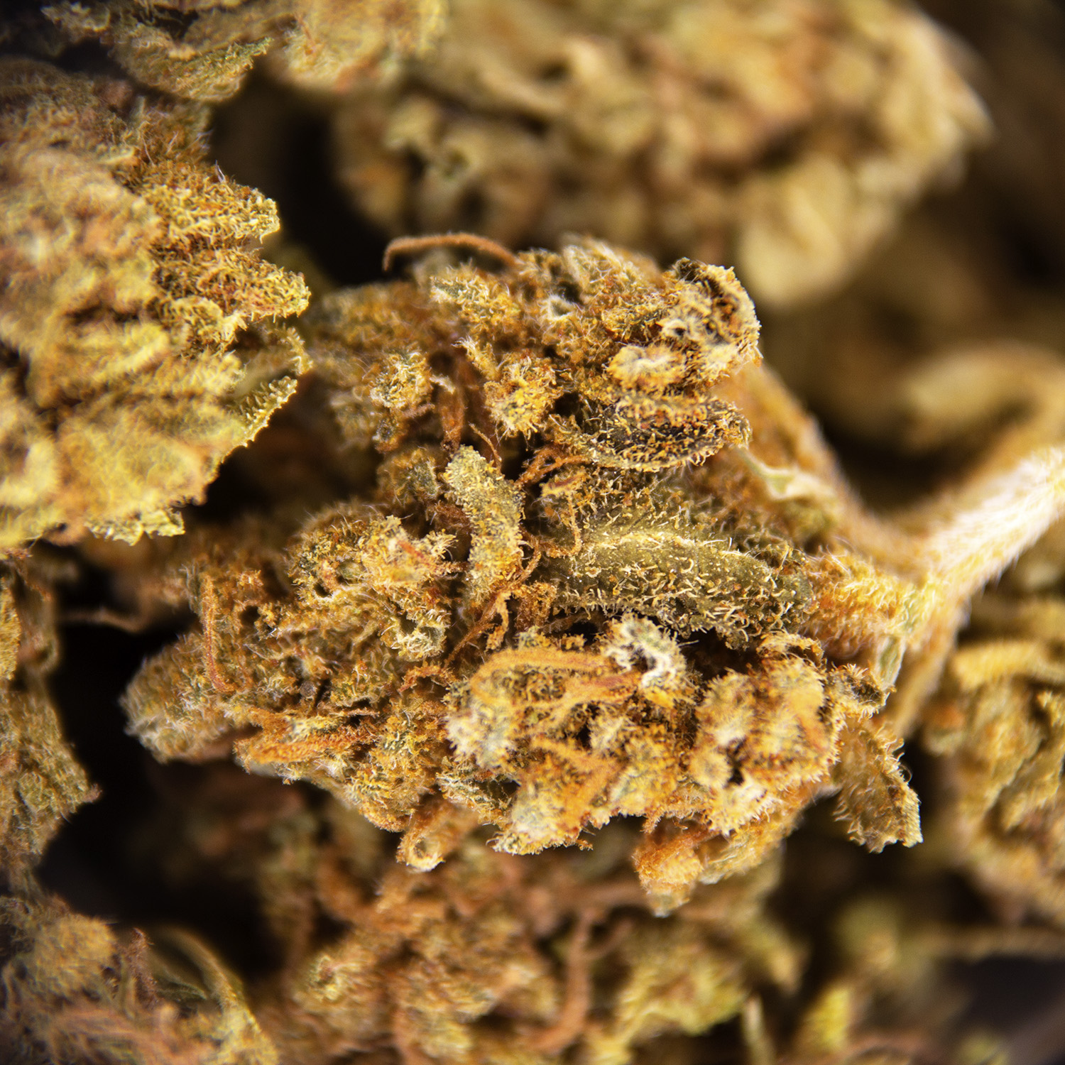 Colombian Gold (popcorn) AA - Image 3