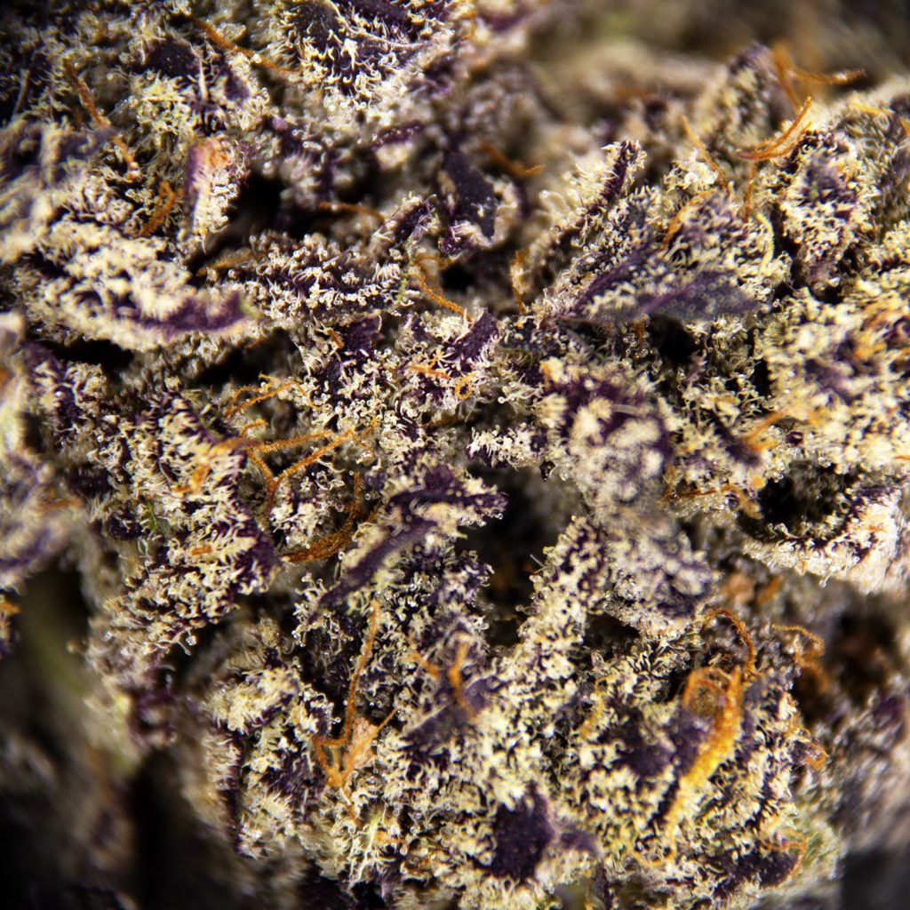 Rocket Chronic