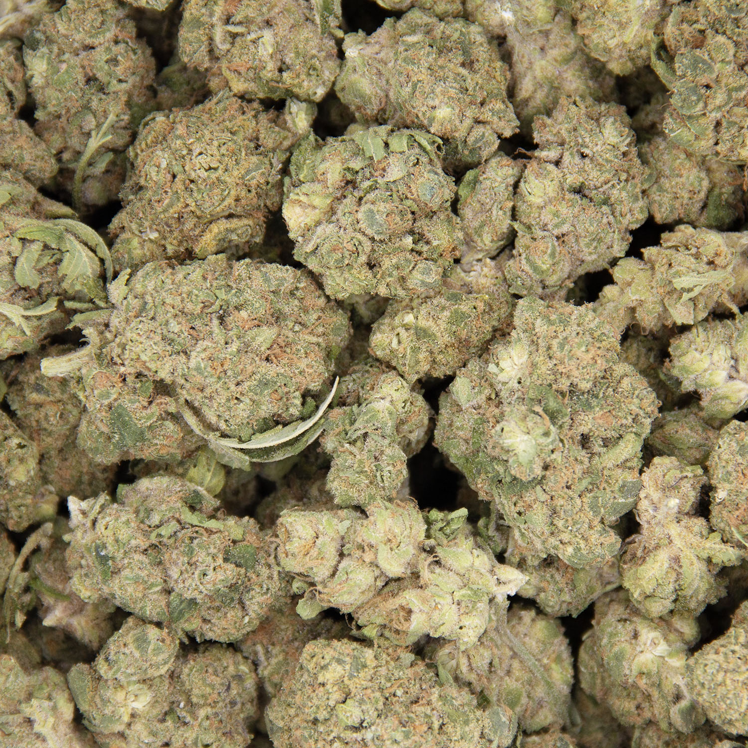 Durban Pie AA - Image 3