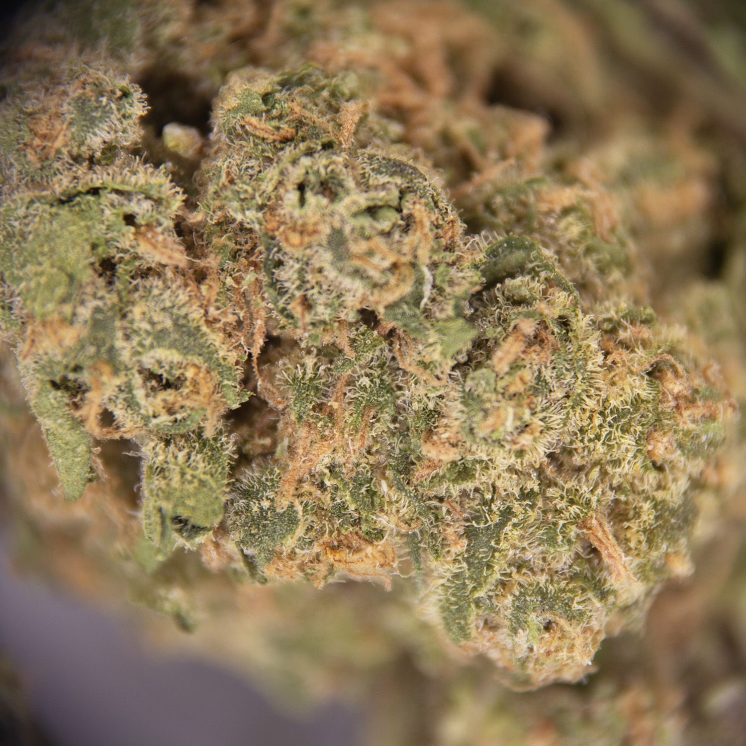 Durban Pie AA - Image 2