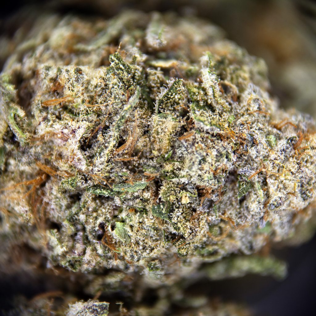 Rocket Chronic