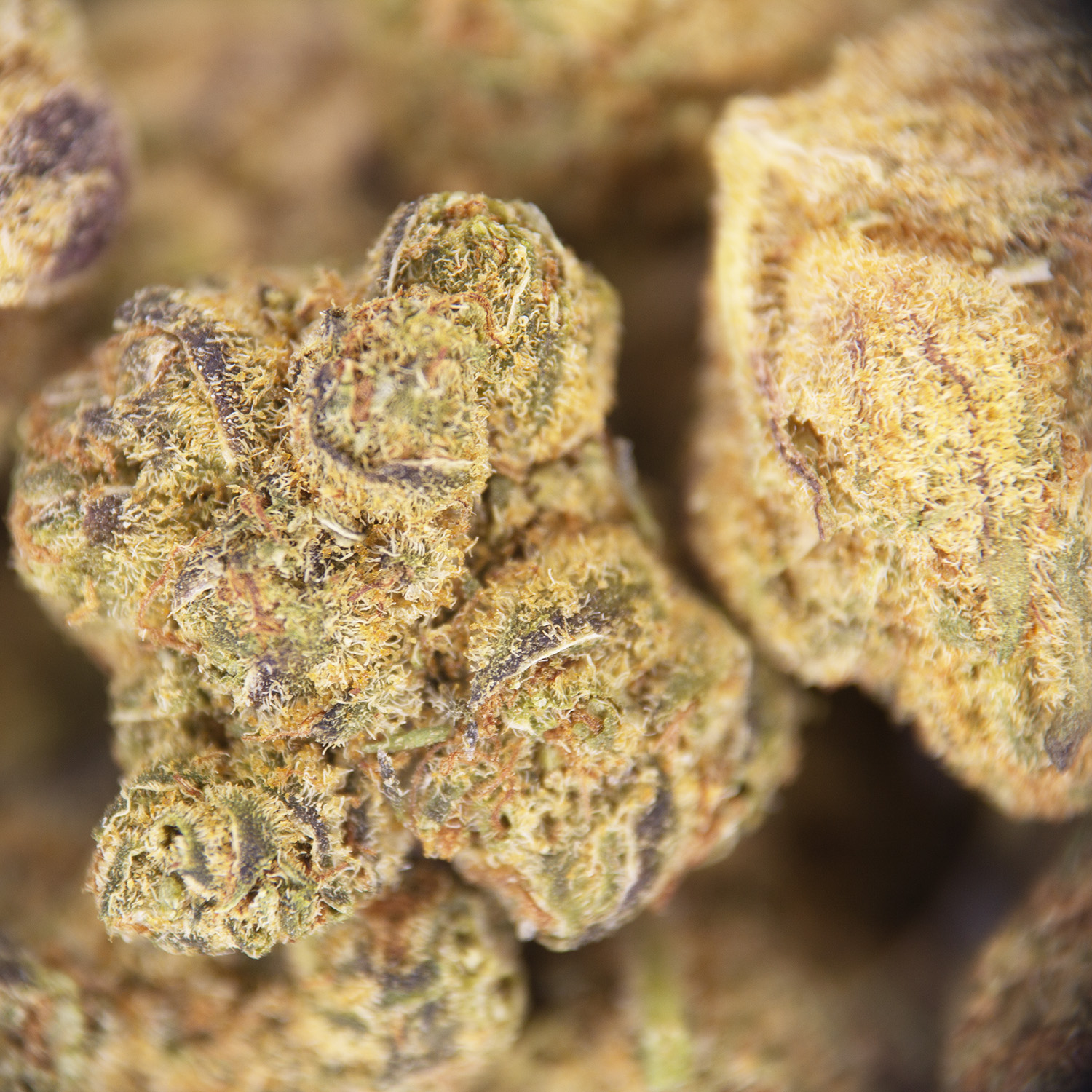 G-13 (smalls) AA - Image 2