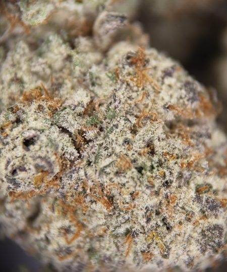 Alternative view of GMO Cookies (mediums) AAA