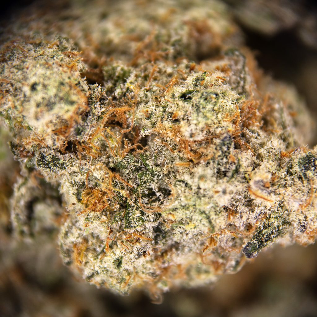 Rocket Chronic