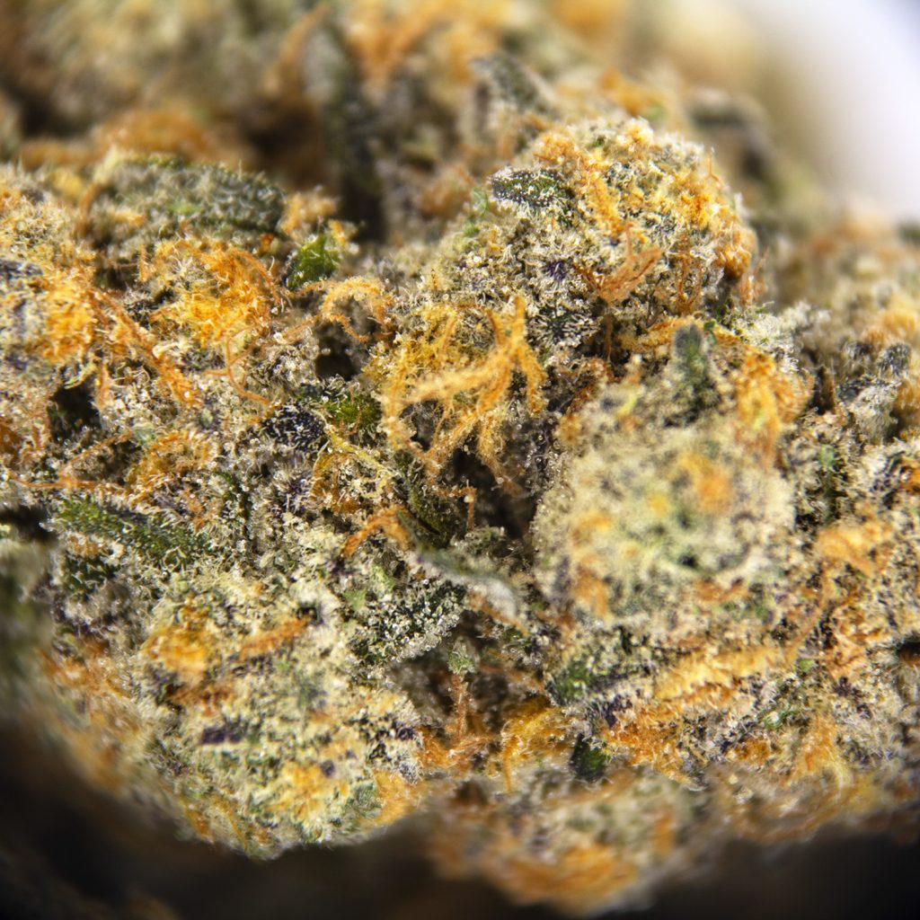 Rocket Chronic