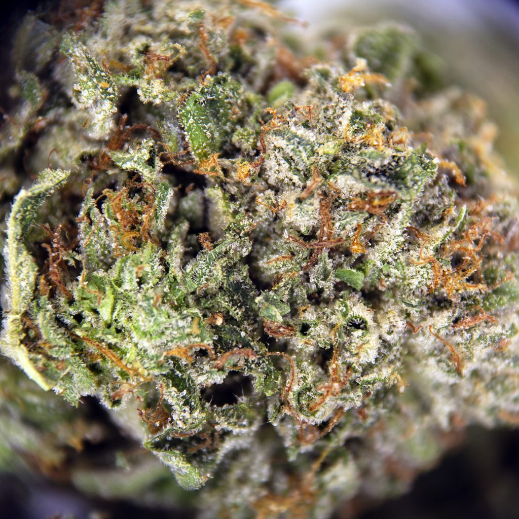 Rocket Chronic