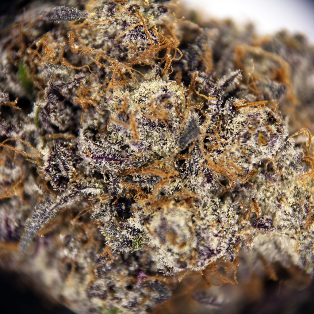 Rocket Chronic