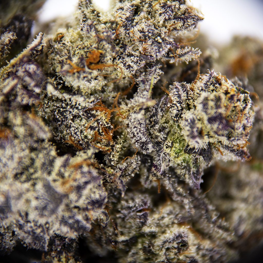 Rocket Chronic