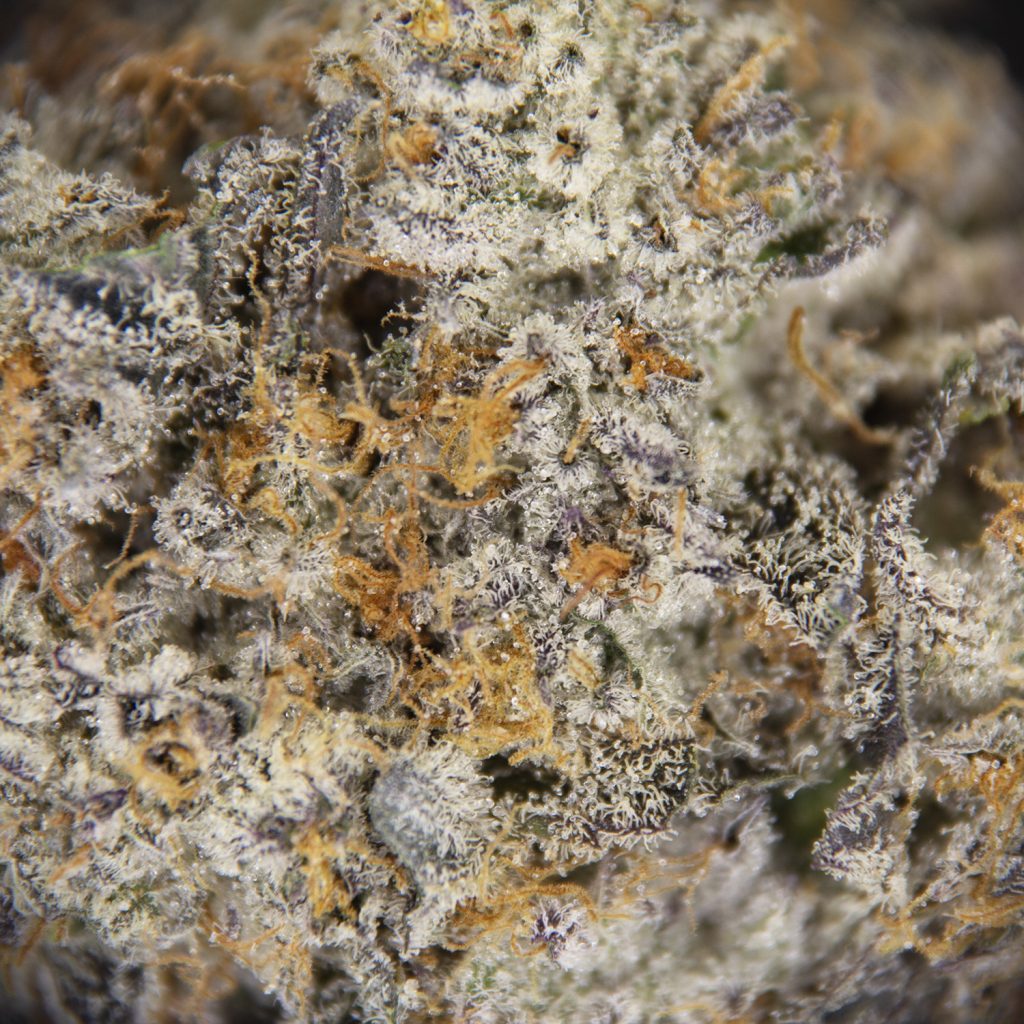 Rocket Chronic