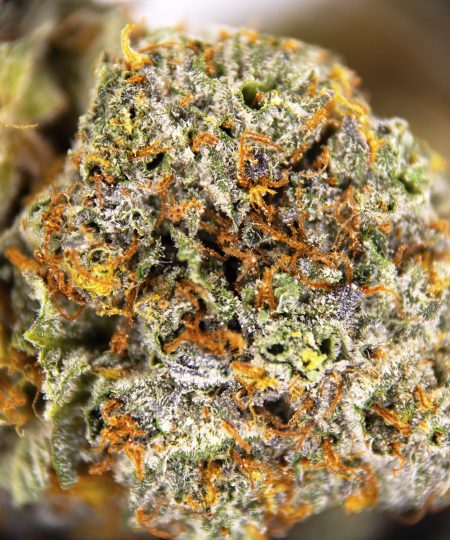 Alternative view of Scout Master (mediums) AAA