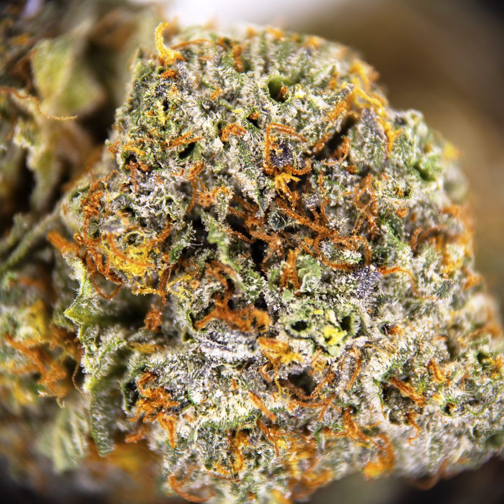 Rocket Chronic
