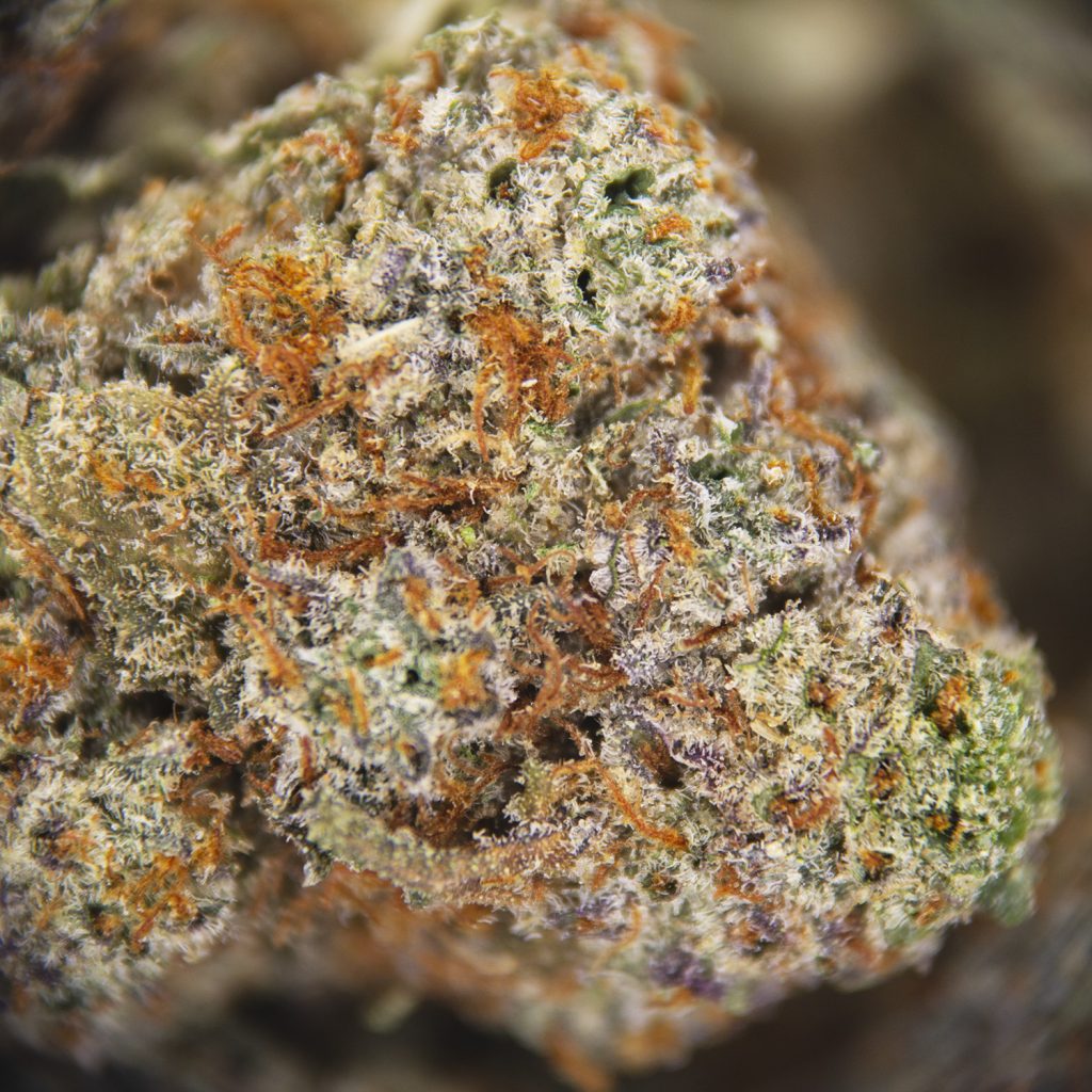 Rocket Chronic