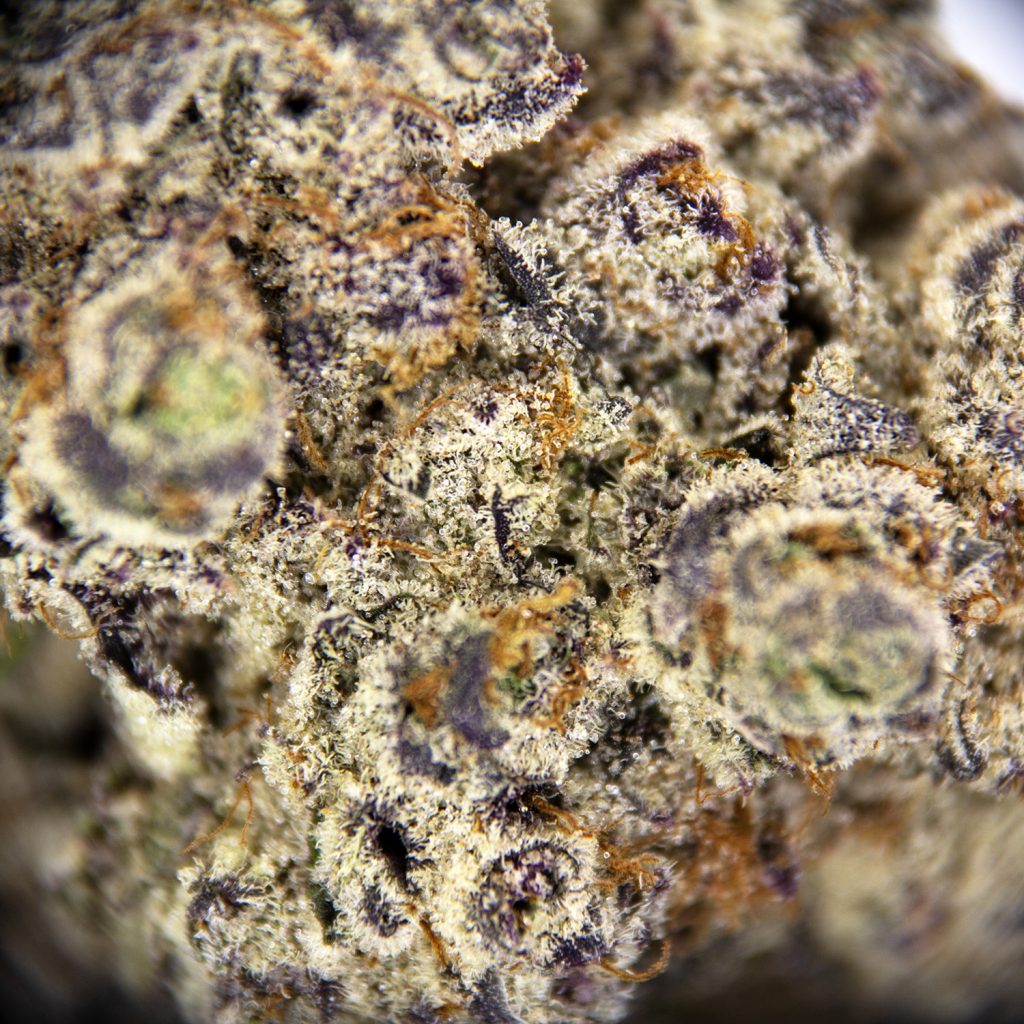 Rocket Chronic
