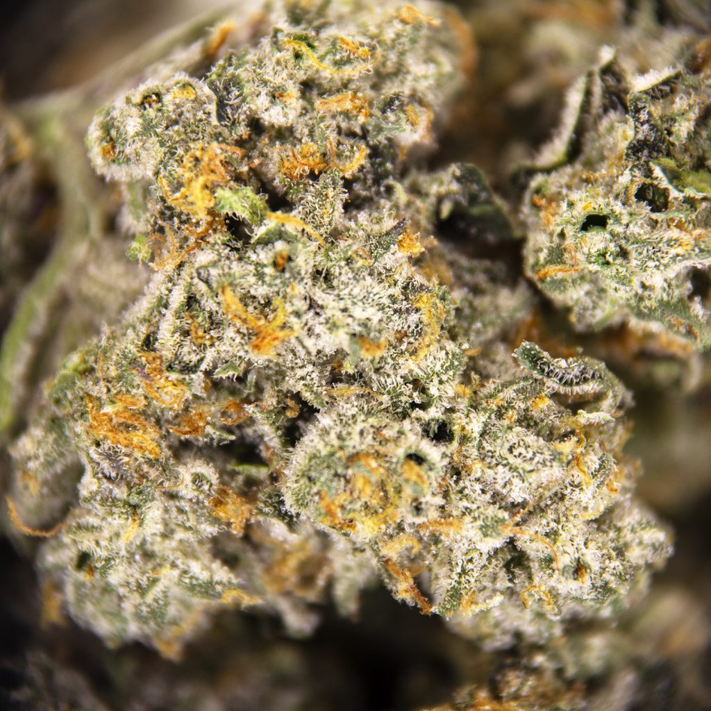 Rocket Chronic