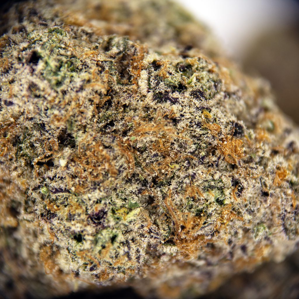 Rocket Chronic