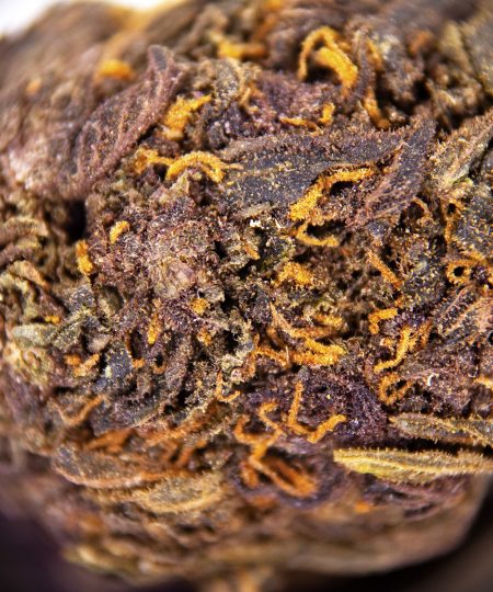 Alternative view of Twisted Purple AA