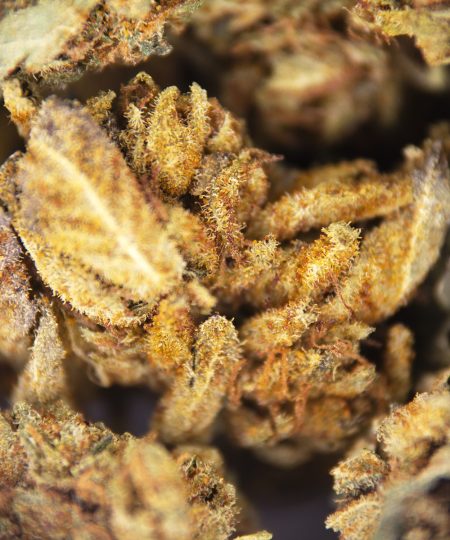 Alternative view of Violator (popcorn) AA