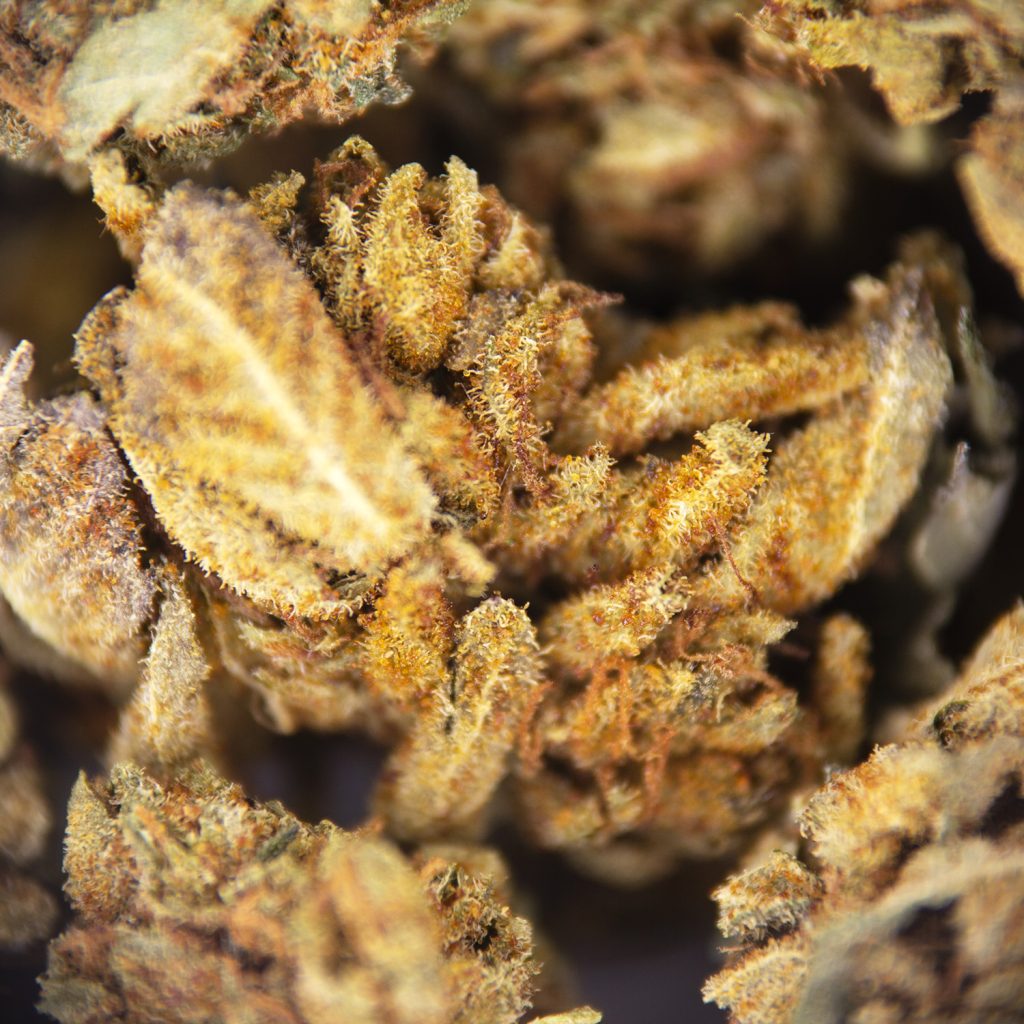 Rocket Chronic