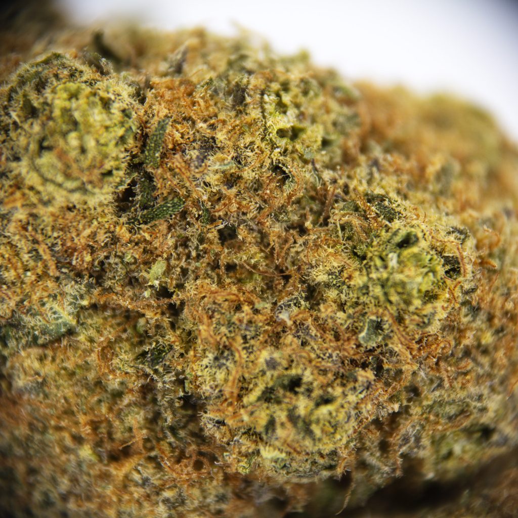 Rocket Chronic