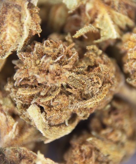 Alternative view of Woody OG (Popcorn) AA-