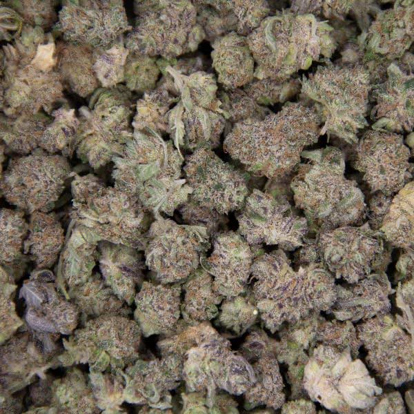 Rocket Chronic