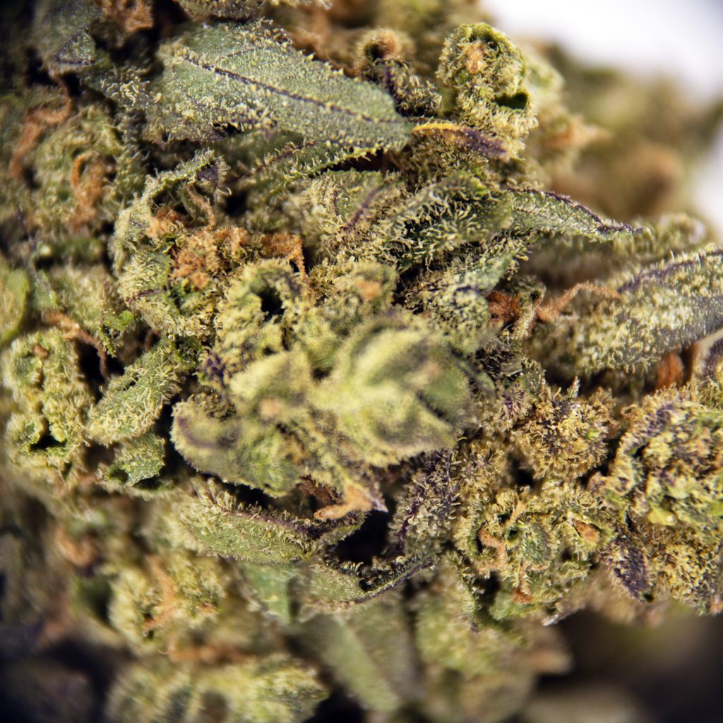 Rocket Chronic