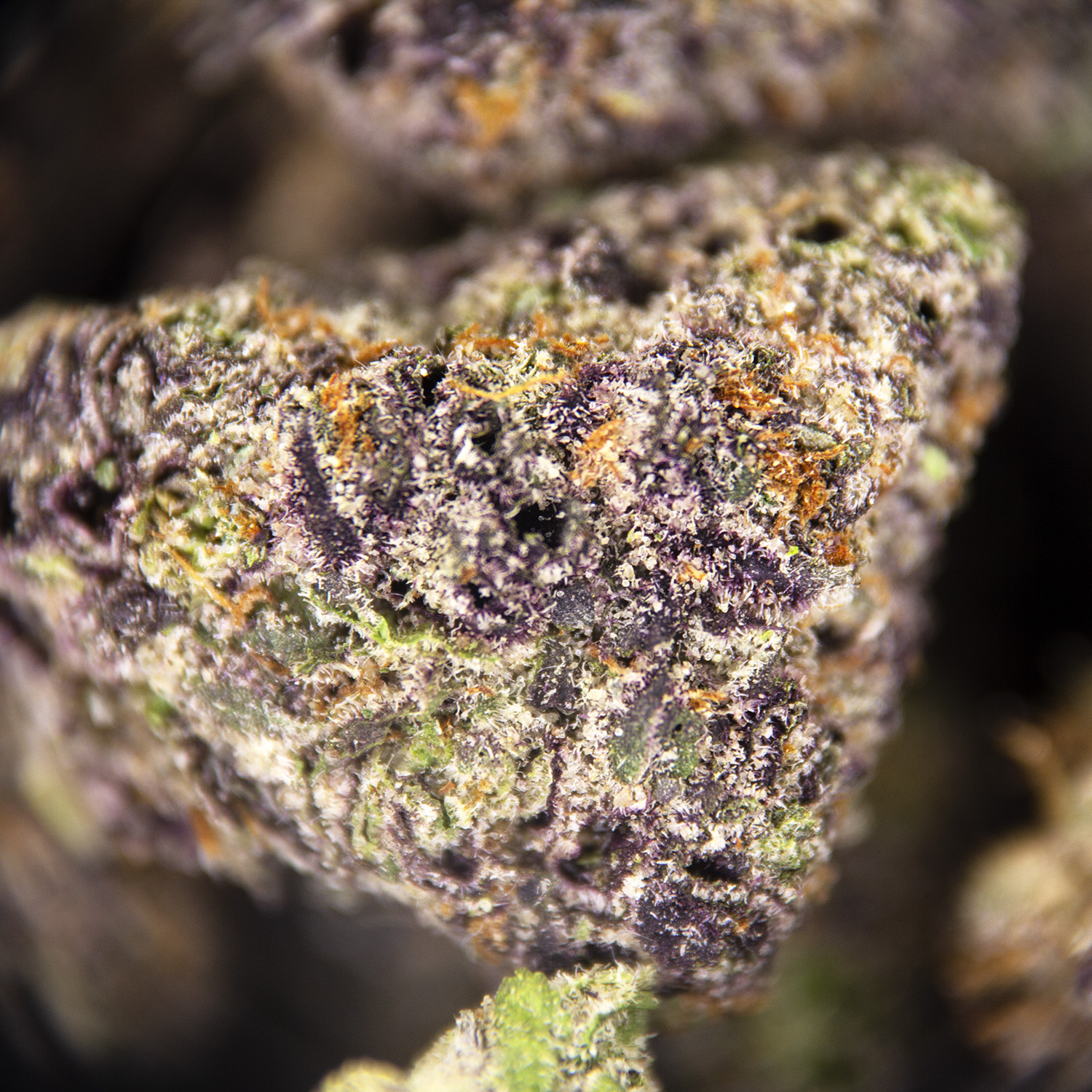 Blue Dream (smalls) AAAA - Image 3
