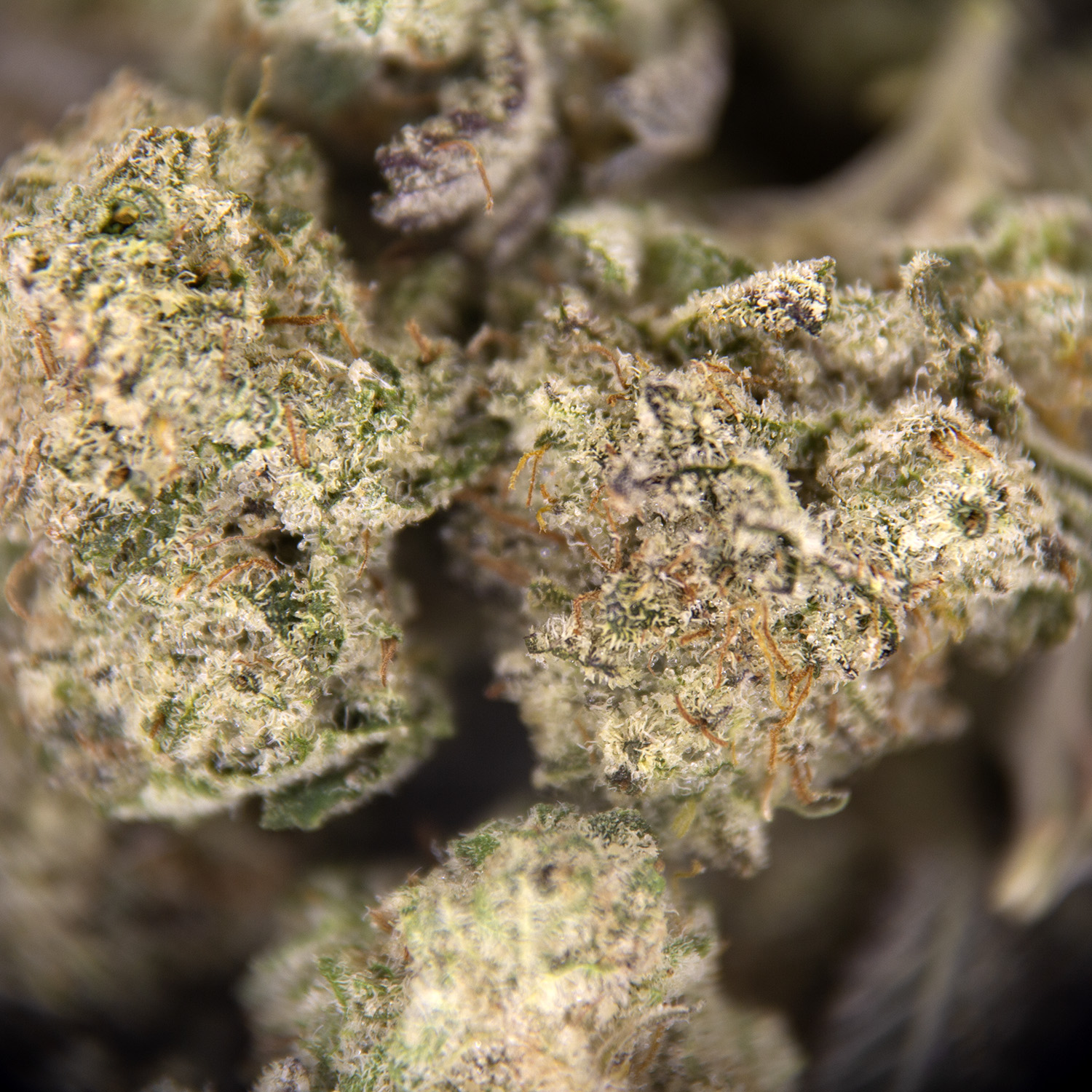 Blue Frost (popcorn) AAA - Image 2