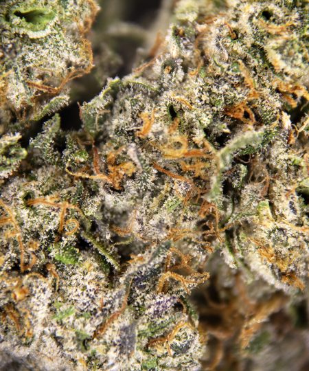 Alternative view of Chemdawg's Sister AAA