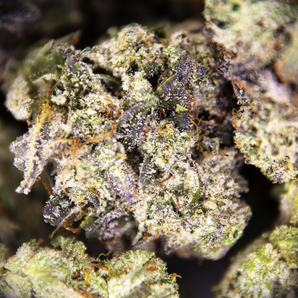 Rocket Chronic