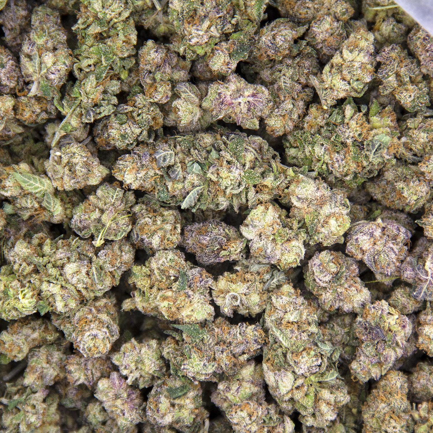 Frosted Fruit Cake (popcorn) AAA - Image 3