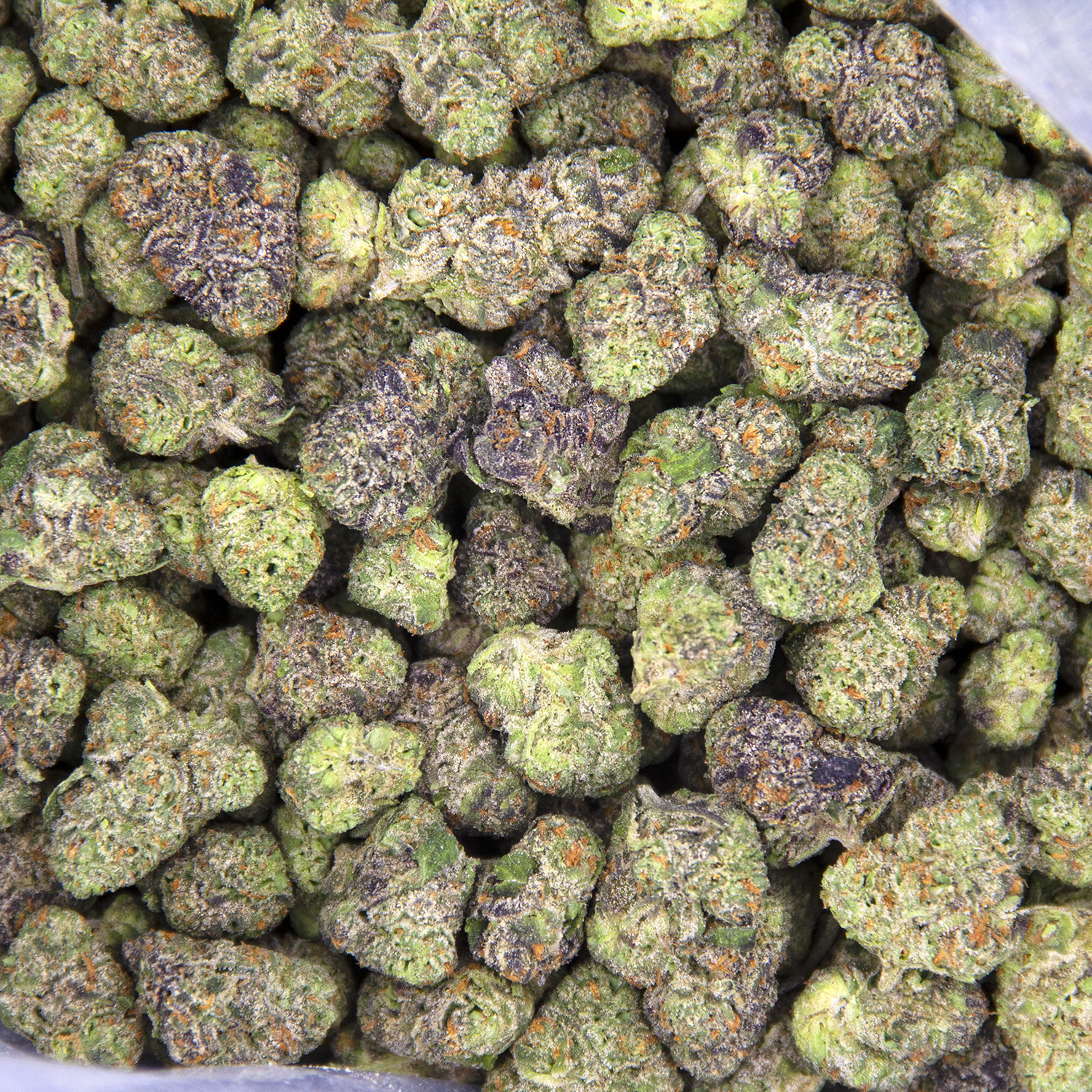 Mimosa (smalls) AAA - Image 2