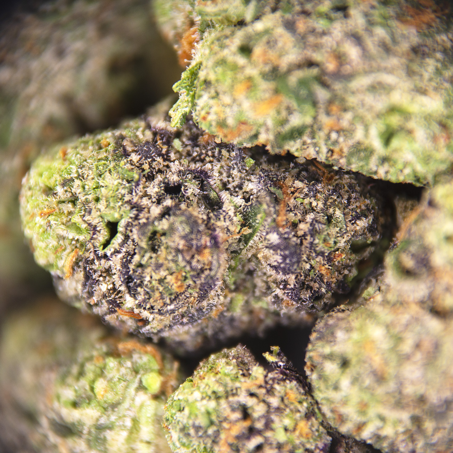 Mimosa (smalls) AAA - Image 3