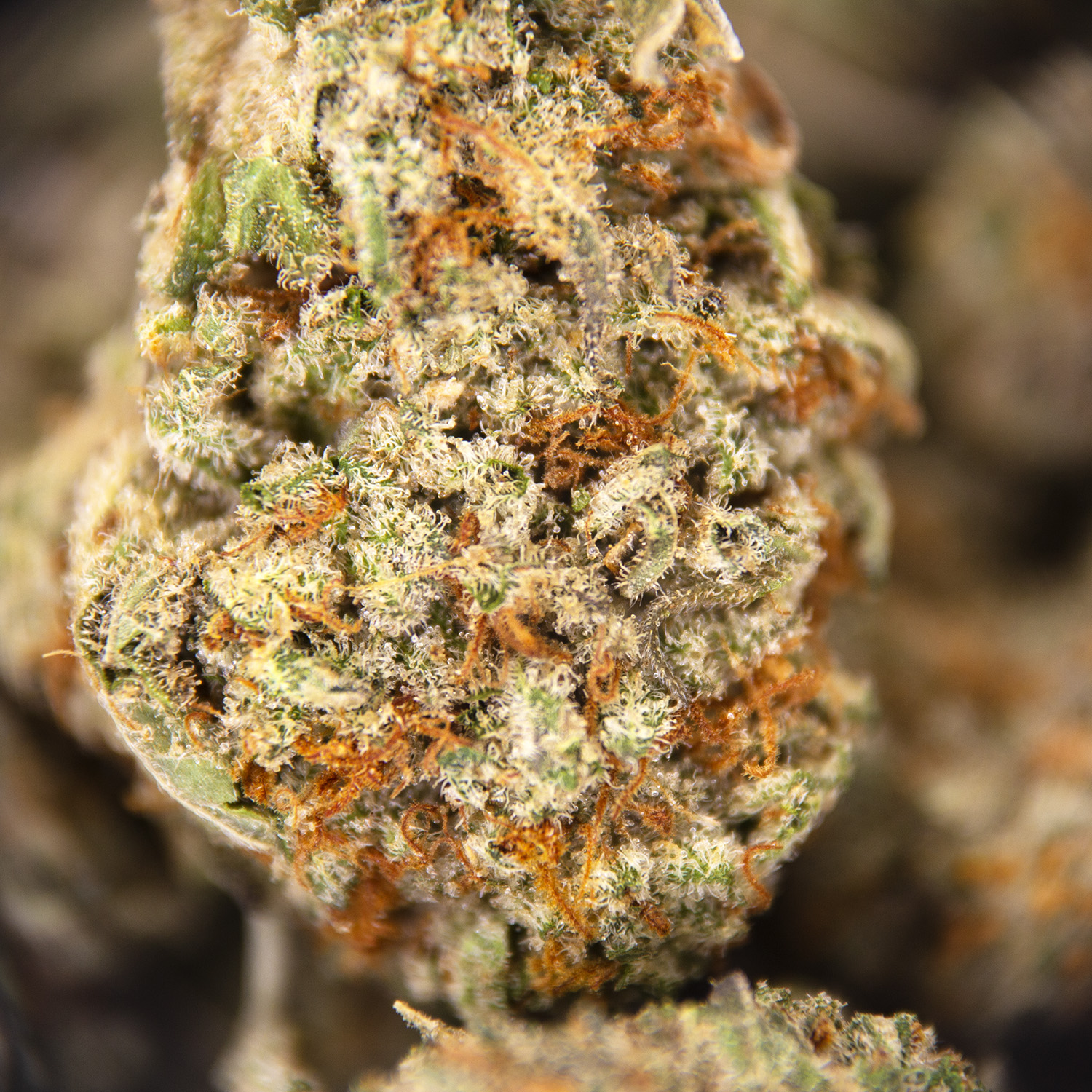 Pineapple Express (smalls) AAA- - Image 3