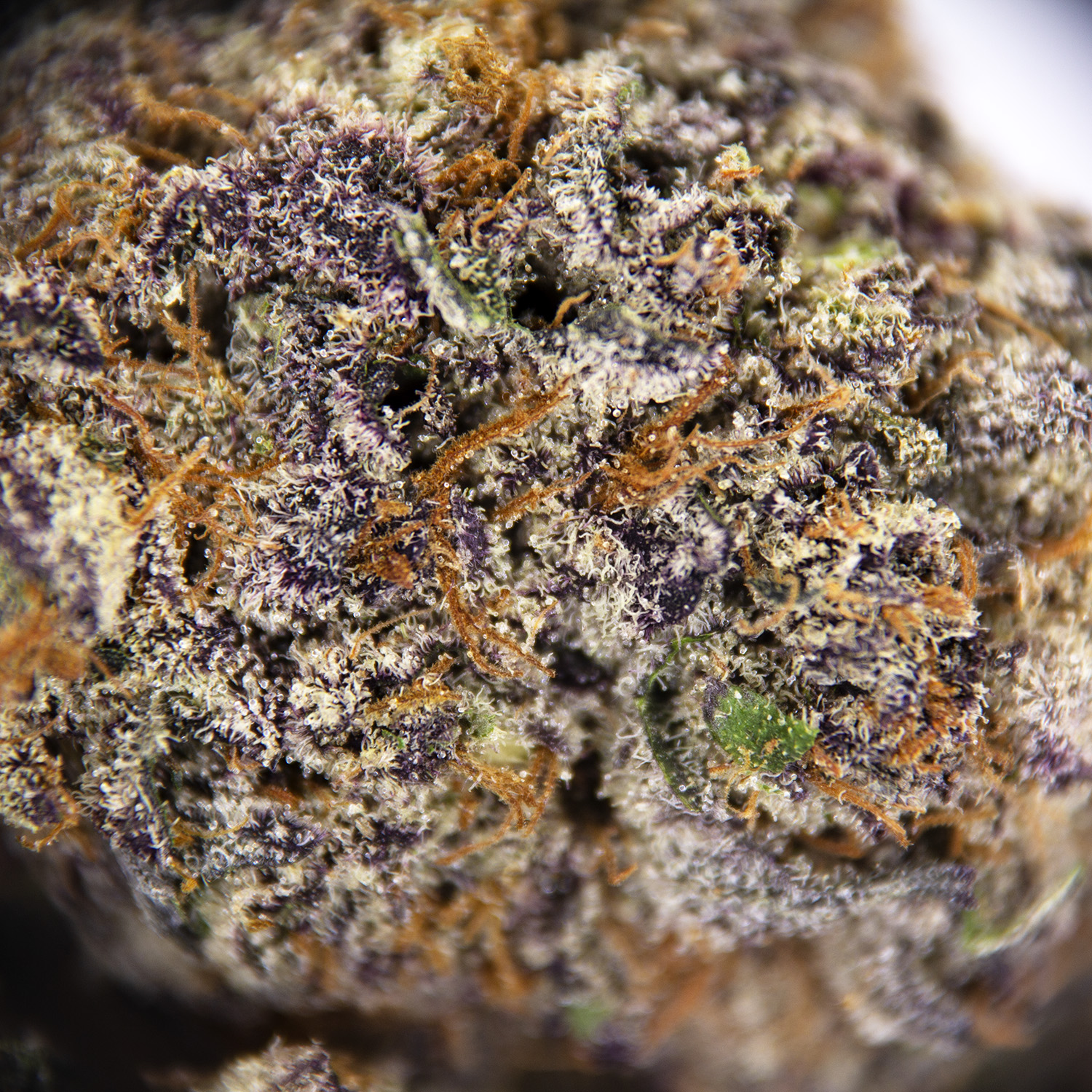 Raspberry Ice AAAA - Image 3