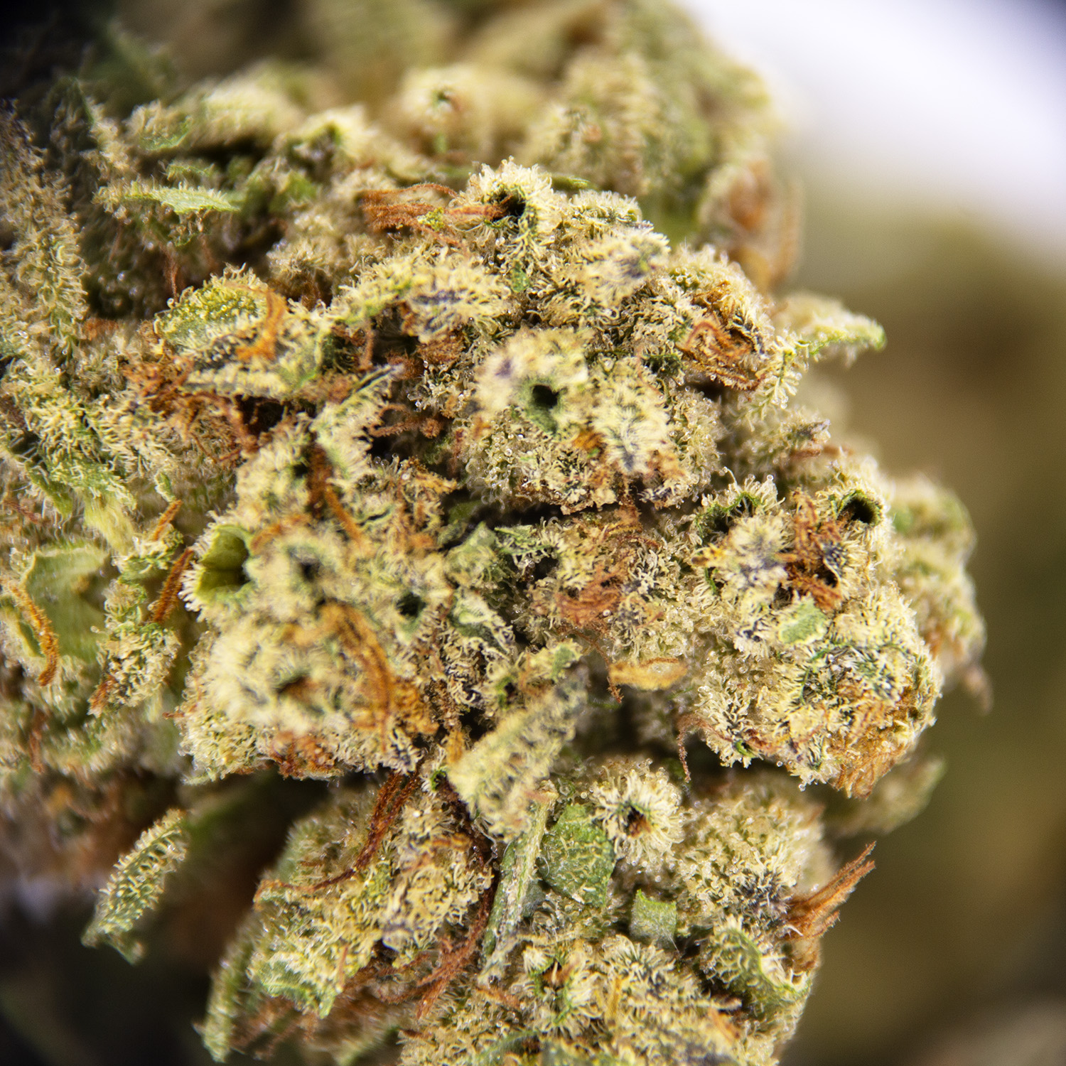 Trainwreck AA - Image 2