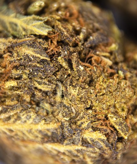 Alternative view of Alien Kush (mediums) AA