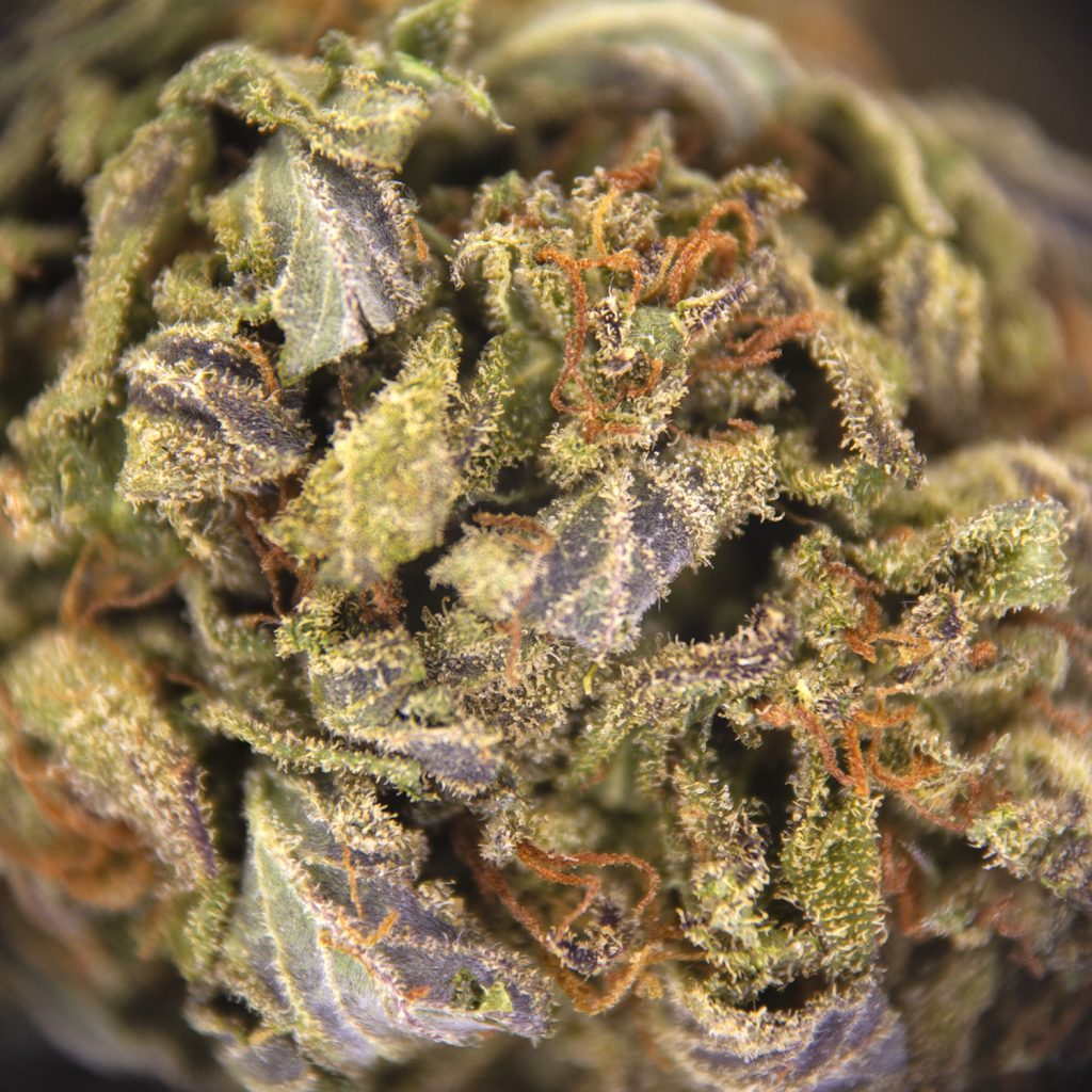 Rocket Chronic