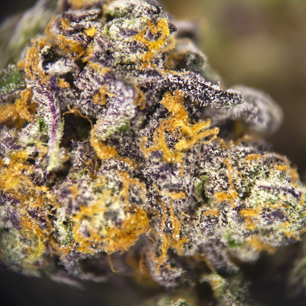Rocket Chronic