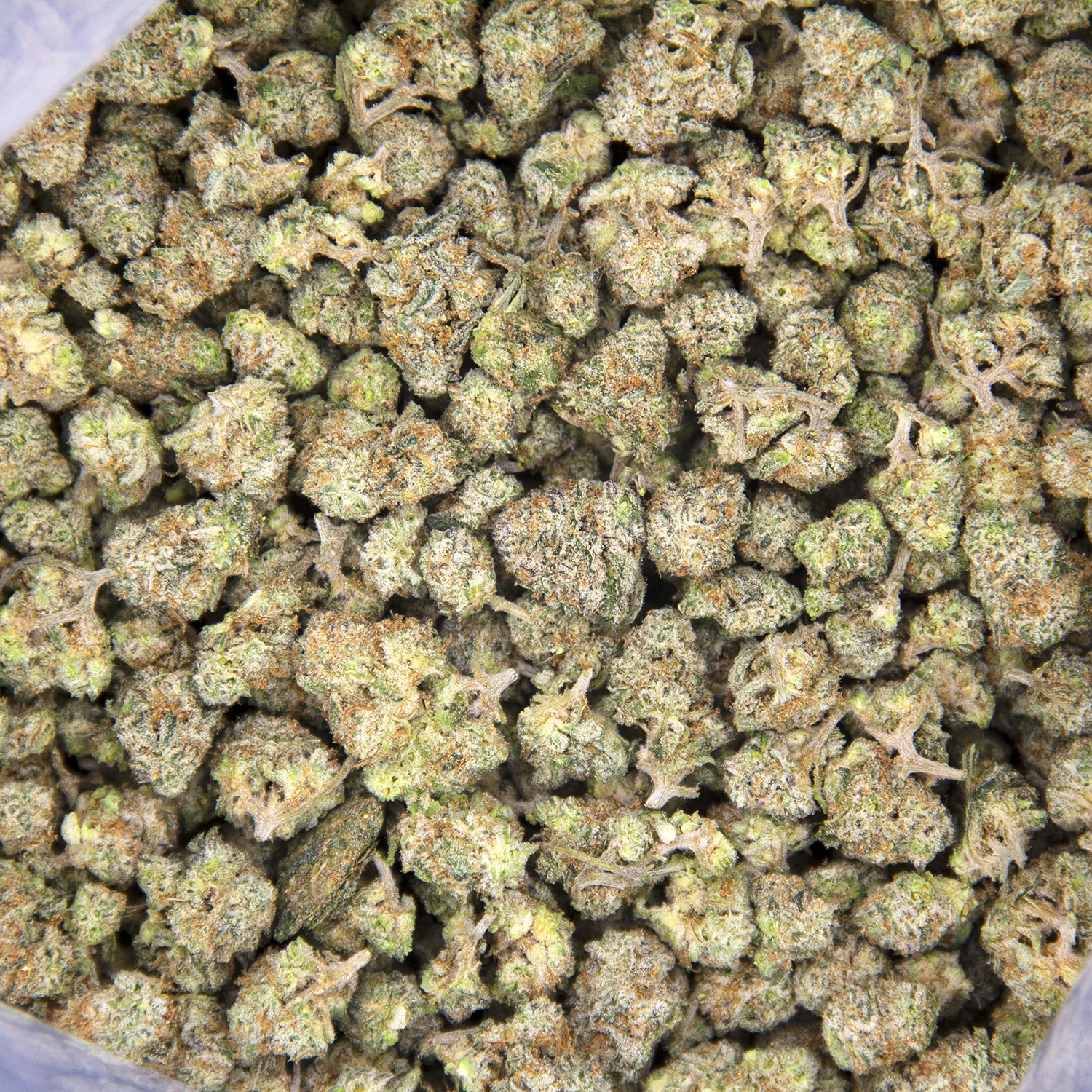 Blue Dream (popcorn) AAA- - Image 3