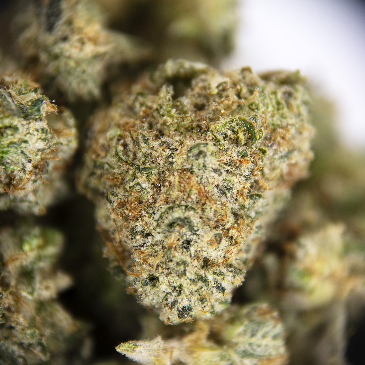 Blue Dream (popcorn) AAA- - Image 2