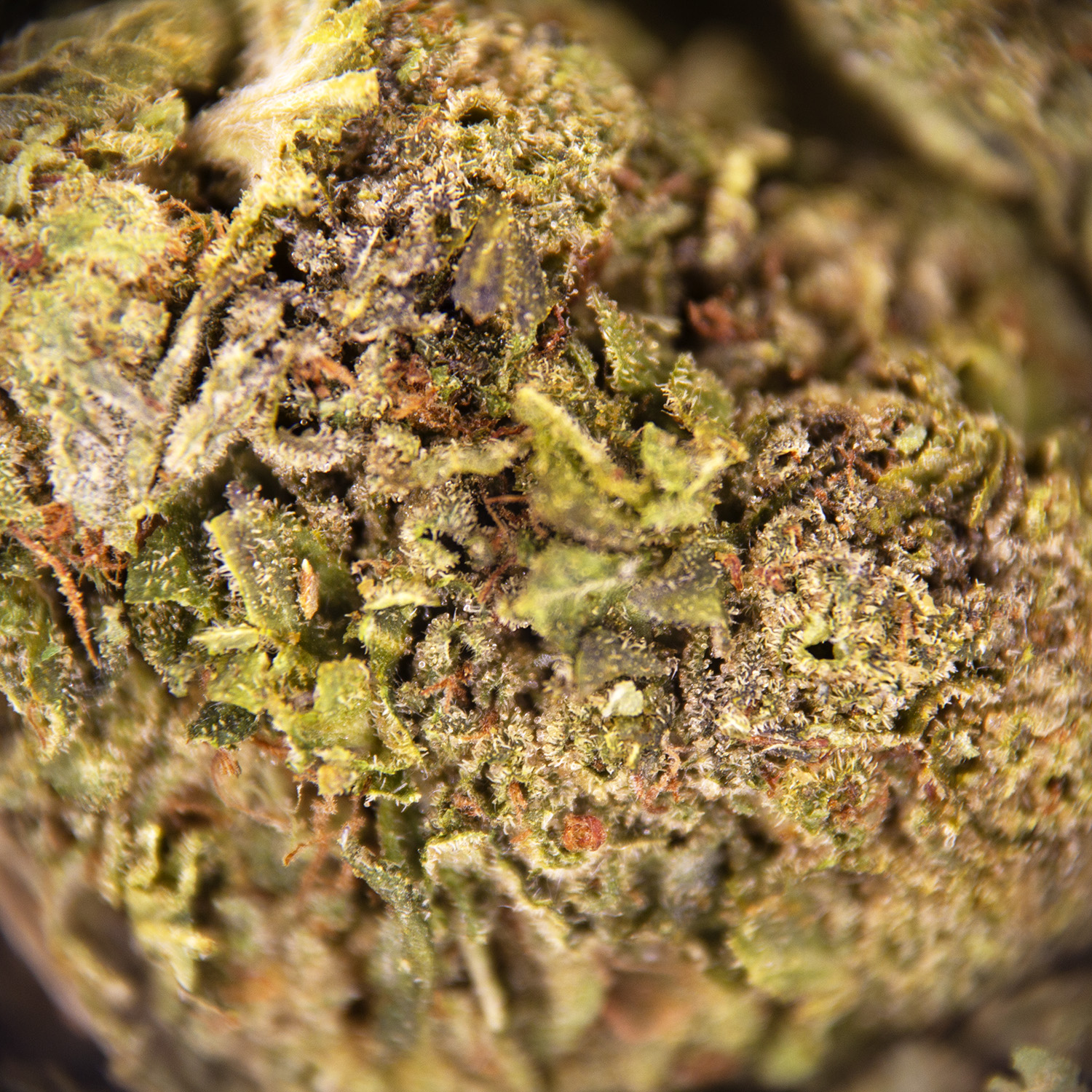 Bubba Kush AA - Image 2