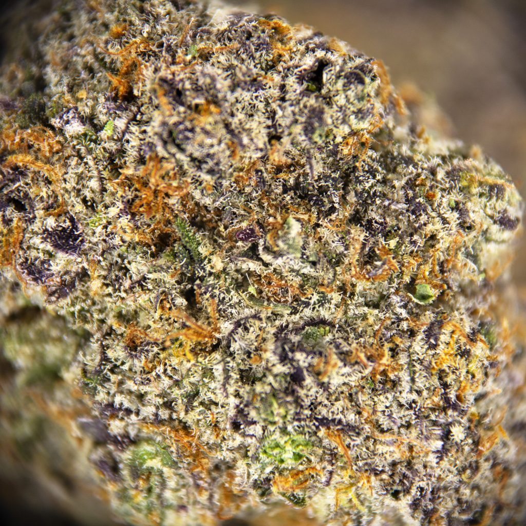 Rocket Chronic