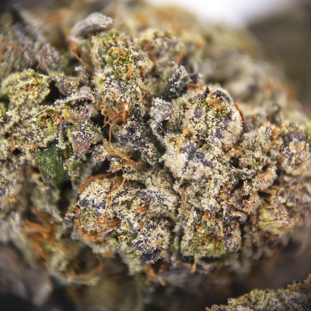Rocket Chronic