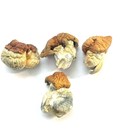 Dino Eggs