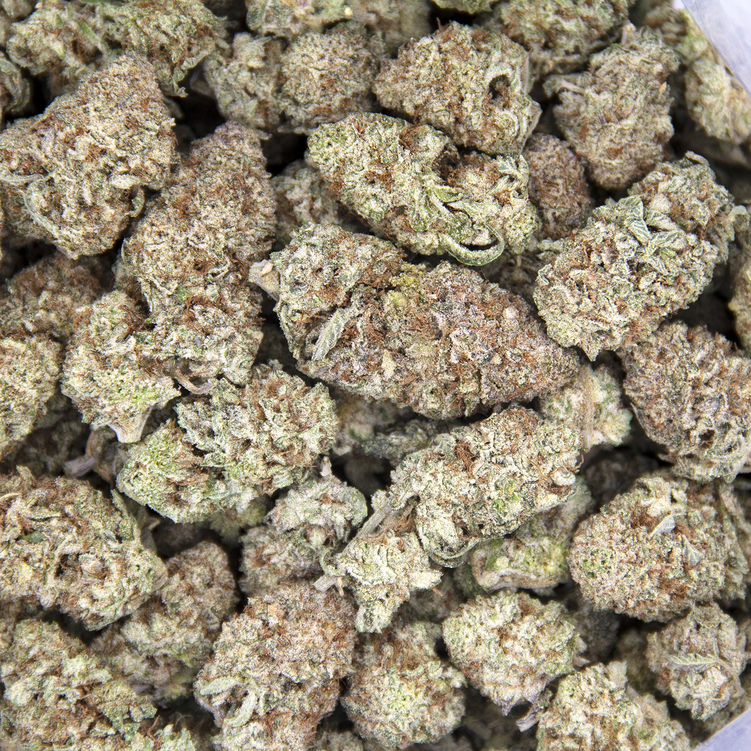 Donkey Butter (mediums) AAA- - Image 2