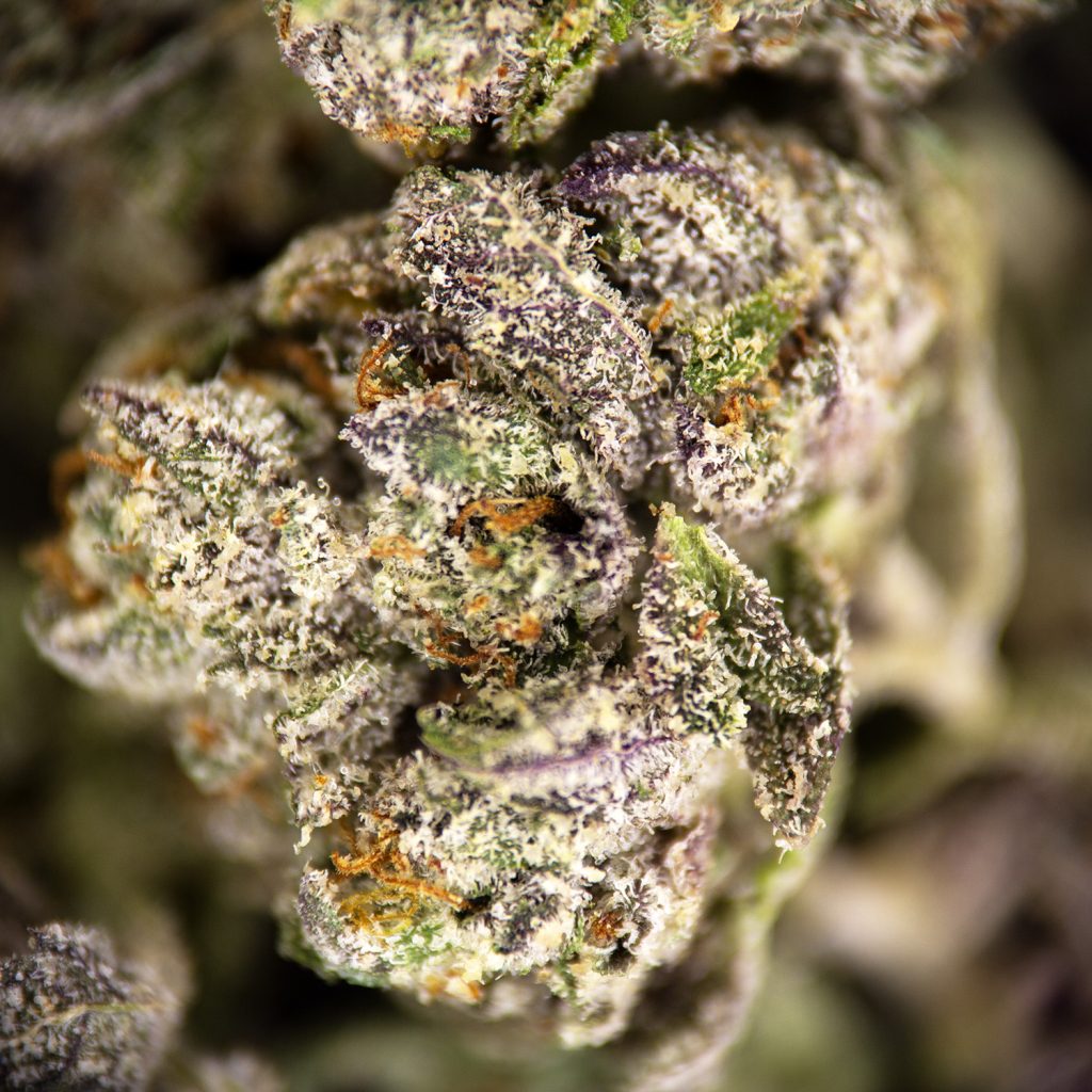 Rocket Chronic